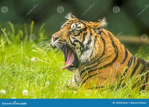 A Bengal Tiger Starting A Roar From The Long Grass Royalty-Free Stock ...