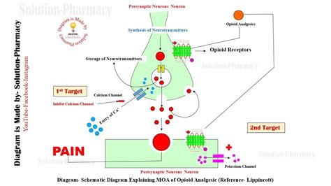 Opioid Analgesic Mechanism Of Action