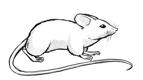 Learn to draw a mouse - Exercise with simple shapes [VIDEO]