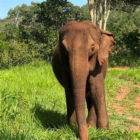 Lady at Elephant Sanctuary Brazil (ESB) in Brazil - Elephant Encyclopedia and Database