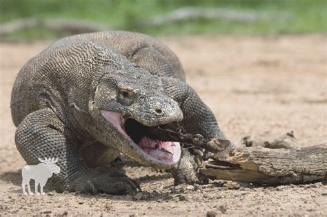 What Does A Komodo Dragon Eat? — Forest Wildlife