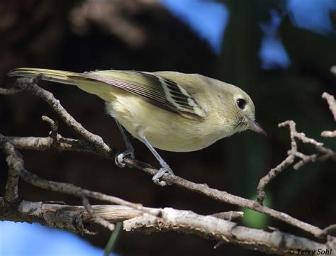 Hutton's Vireo Photos - Photographs - Pictures