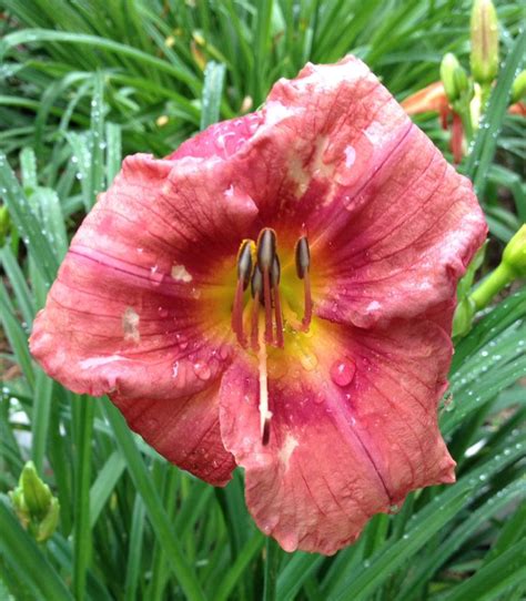 Daylily - Rosy Returns | Day lilies, Plants, Daylilies