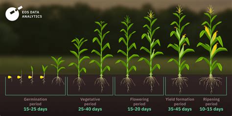 How To Grow Corn: Planting, Growing Conditions, & Harvesting