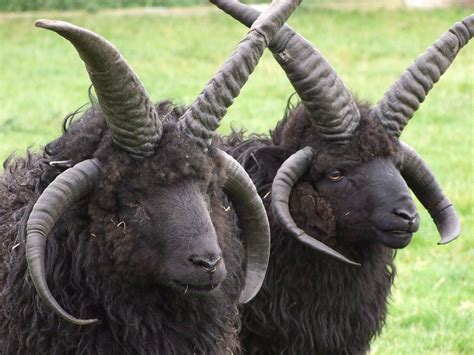 Hebridean Sheep | Unusual animals, Sheep breeds, Rare animals