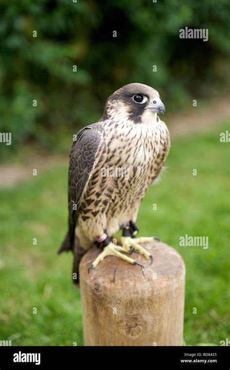 Young Peregrine falcon Stock Photo - Alamy