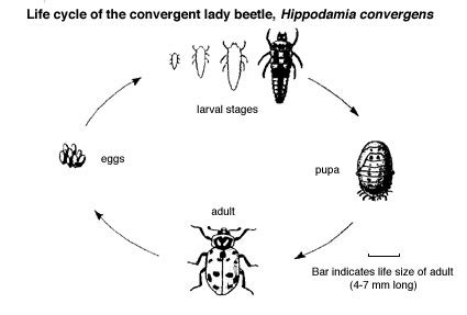 Lady Beetles