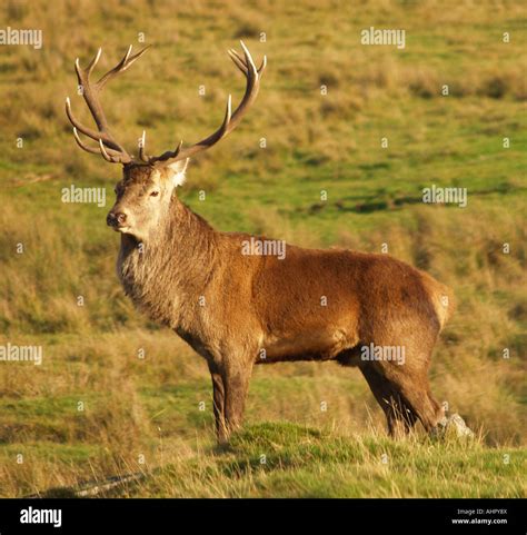 A Majestic Red Deer Stag at the Highland Wildlife Park Kincraig ...