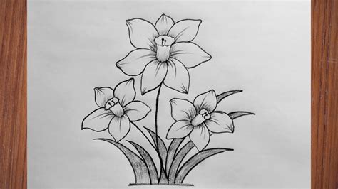 Daffodil Flower Drawing Easy | Best Flower Site