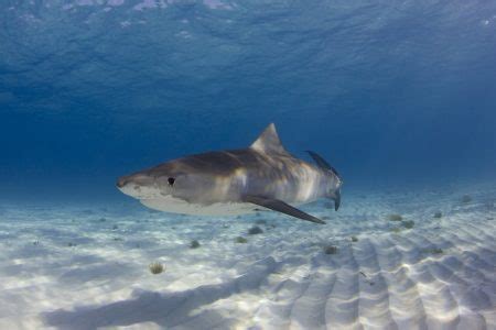 Young tiger sharks eat the birds commonly found in your backyard ...