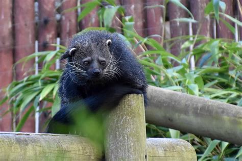 Binturong Animal Facts | Arctictis binturong | AZ Animals