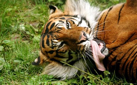 Funny Tiger Pictures » Funny Tiger Lying On Ground