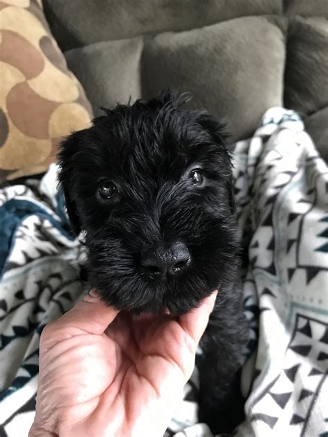 Giant Schnauzer Puppies For Sale | Mitchell, IN #238518