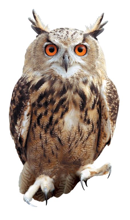 Owl PNG transparent image download, size: 456x768px