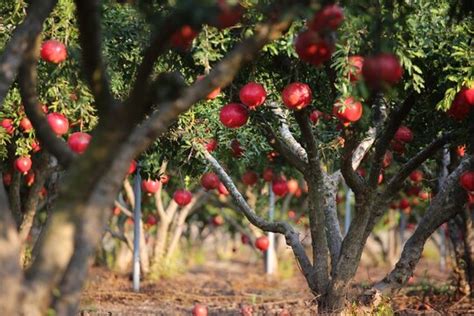 "Pomegranate Garden" Images – Browse 385 Stock Photos, Vectors, and ...