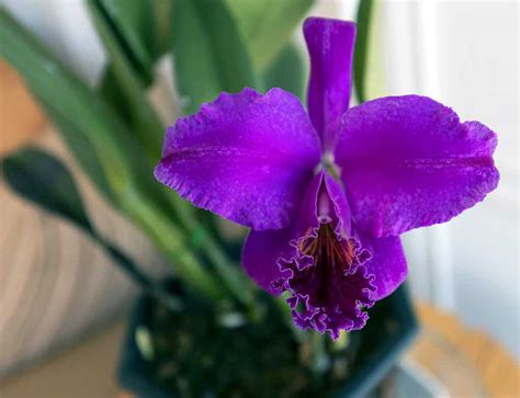 Discover the National Flower of Venezuela: Orchid Cattleya Mossiae - A ...