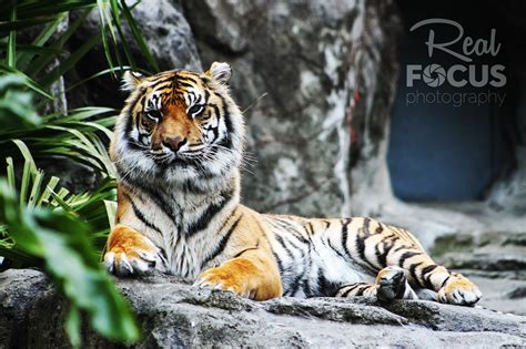 Auckland Zoo on Behance