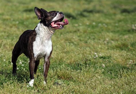 Fairfax County Animal Shelter Temporarily Suspends Intake of Dogs | Lorton, VA Patch