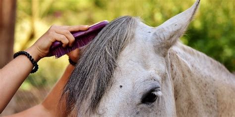 Here is what you need to know to groom your horse correctly