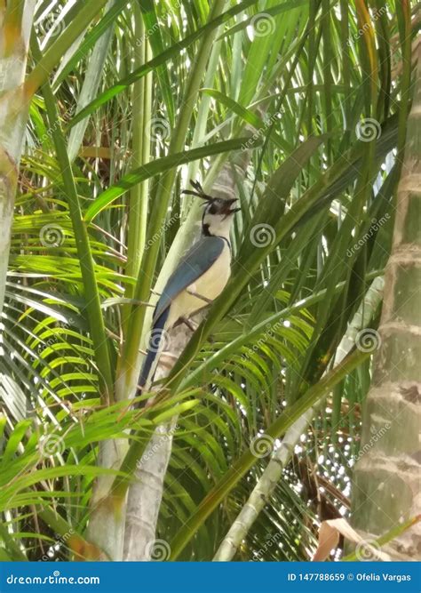 Beautiful Bird Cockatoo Exotica Stock Image - Image of animal, exotic ...