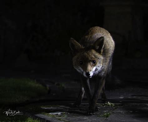 Urban Fox_60A5341 | I am still experimenting with night phot… | Flickr