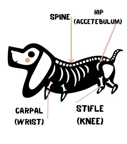 Hip Dysplasia in Dogs - Petsyclopedia News