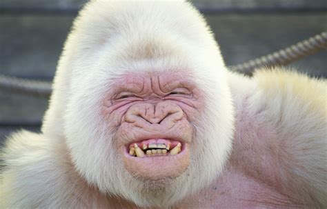 Snowflake the albino gorilla at the Barcelona Zoo. Fond d'écran and Arrière-Plan | 1536x984 | ID ...