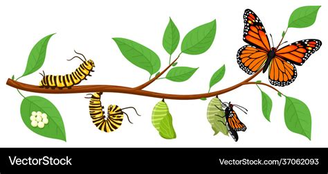 Butterfly life cycle cartoon caterpillar insects Vector Image