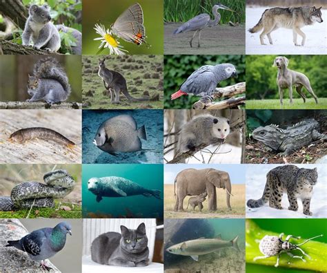 Find the Gray Animals Quiz