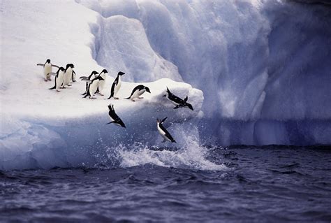 Penguins on an Iceberg - The Quiet Workplace™