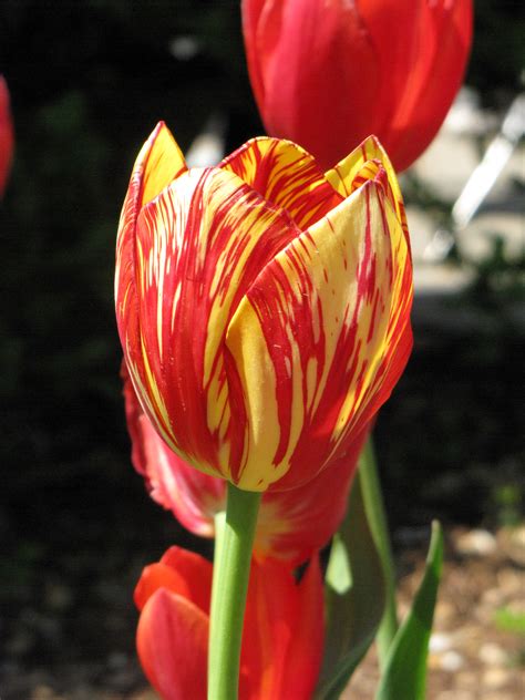 File:Tulip with variegated colors.jpg - Wikimedia Commons