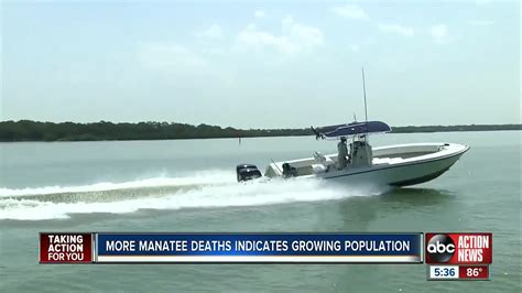 Boaters in 2018 saw record manatee deaths