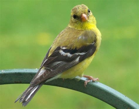 A photo of a female American Goldfinch. | Bird watcher, Bird, Bird watching