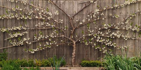 Golden_Transparent_April_2012 Plum Tree, Peach Trees, Cherry Tree, Apricot Tree, Espalier Fruit ...