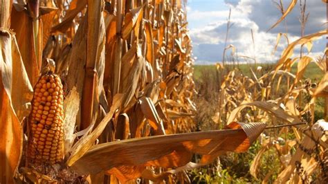 Corn Harvest Wallpaper : Corn Harvest Pictures Download Free Images On Unsplash - Your corn ...