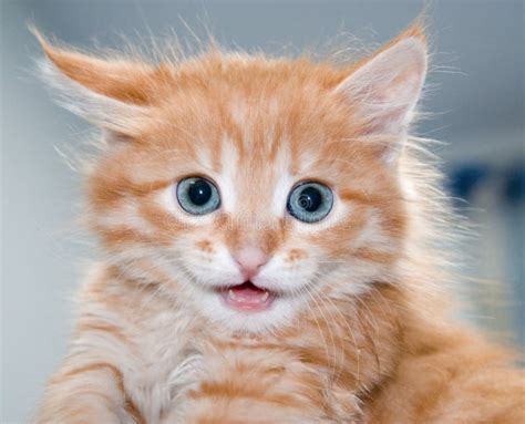 Cute Orange Kitten With Blue Eyes Stock Image - Image: 17867565