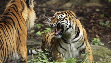 Govt plans more tiger habitats as population rises | Science & Environment News | Zee News