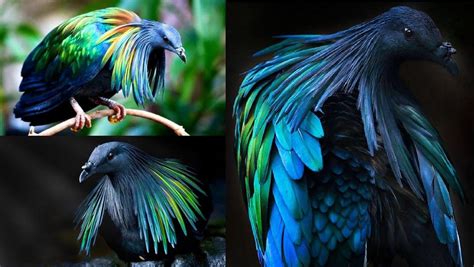 🔥 The Nicobar pigeon is the only living member of the genus Caloenas ...