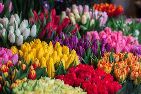 Different Types of Tulip Colors & What They Mean | French Florist