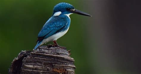 Burung Raja-udang Biru, Raja Kecil Yang Jarang Makan Udang - blog cakFath