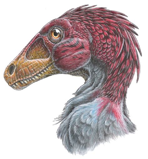 Atrociraptor Pictures & Facts - The Dinosaur Database