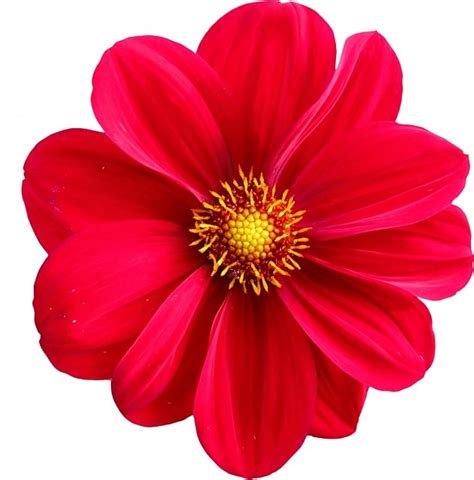 200+ gratis Dahlia'S- en Dahlia-illustraties - Pixabay