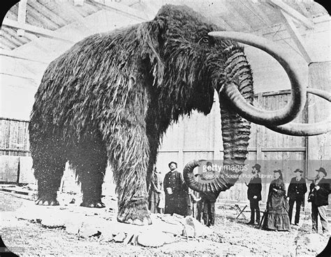 Mammoth found in ice in Siberia, 19th Century. | Wooly mammoth, Prehistoric animals, Mammoth