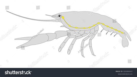 Crayfish Central Nervous System White Background Stock Illustration ...