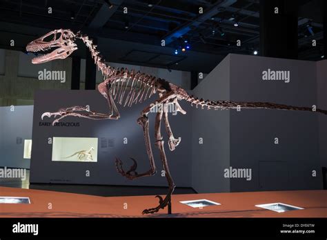 Fossil skeleton of a Deinonychus. Cretaceous age Stock Photo - Alamy