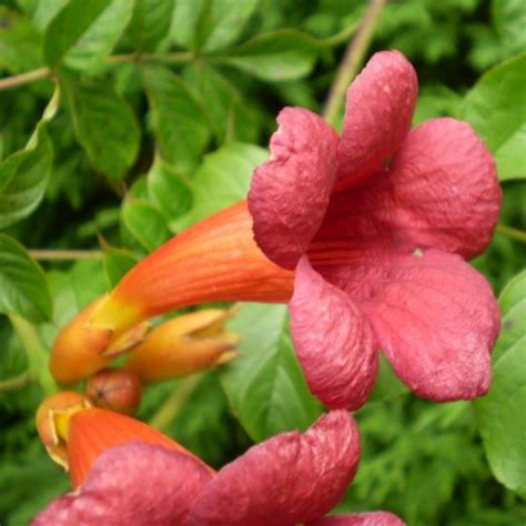 Plant a Hummingbird Vine - Attracts lots of hummingbirds.