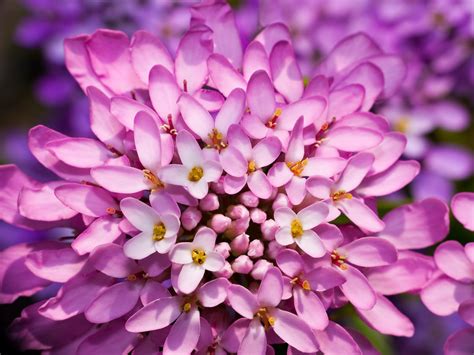 How to Grow Candytuft Flowers: 5 Care Tips for Candytufts - 2022 ...