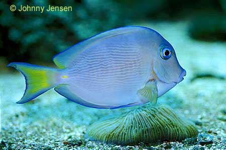 Caribbean or Atlantic Blue Tang, Acanthurus coeruleus - Tim's Tropical Fish and Aquariums