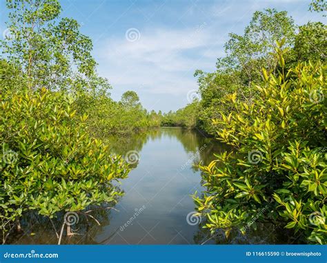 Mangrove River Forest Conservation with Mangrove River Stock Photo ...