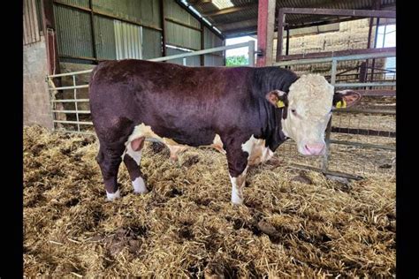 2 Pedigree Hereford Breeding Bulls, Young Bulls | SellMyLivestock - The Online Livestock Marketplace